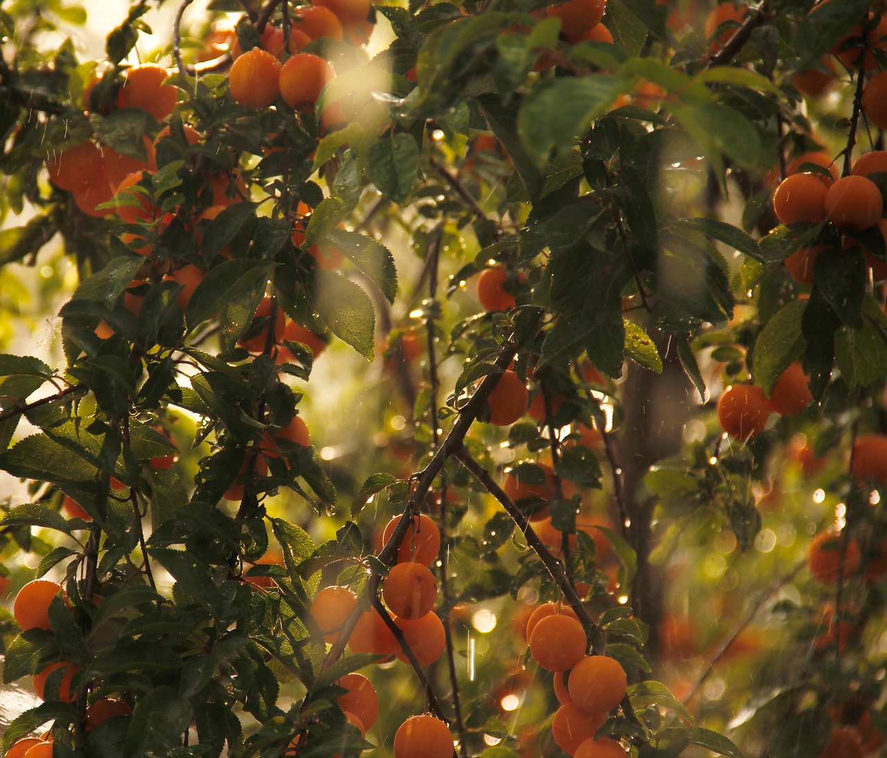 Image - mirabelle mirabelle on tree fruits