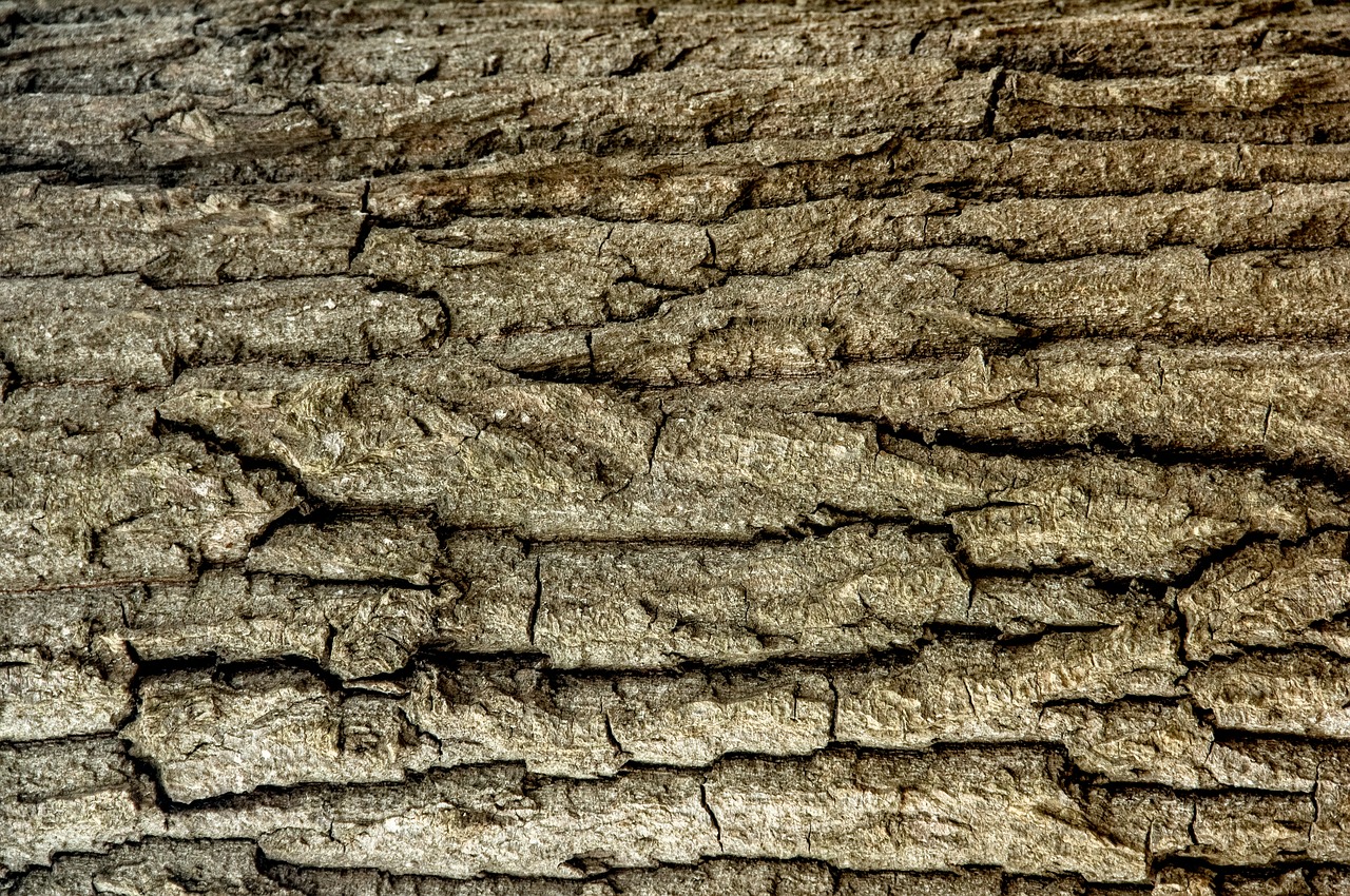 Image - tree tree trunk trunk detail wood