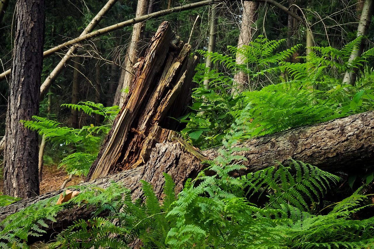 Image - forest trees branches landscape