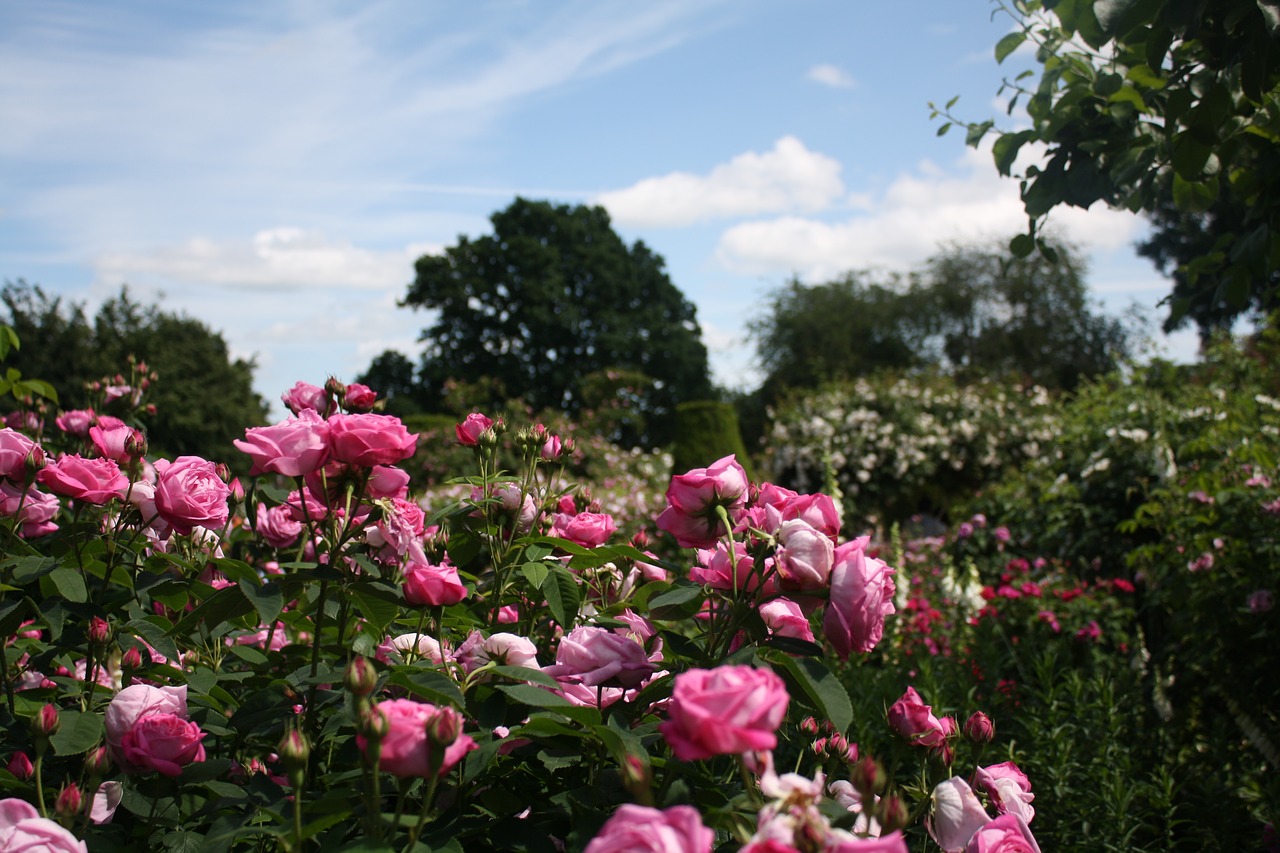 Image - roses english garden floral summer