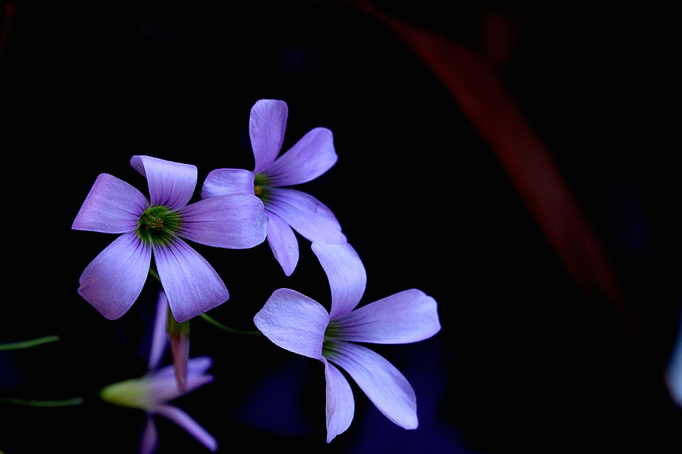 Image - flower of the field garden flowers