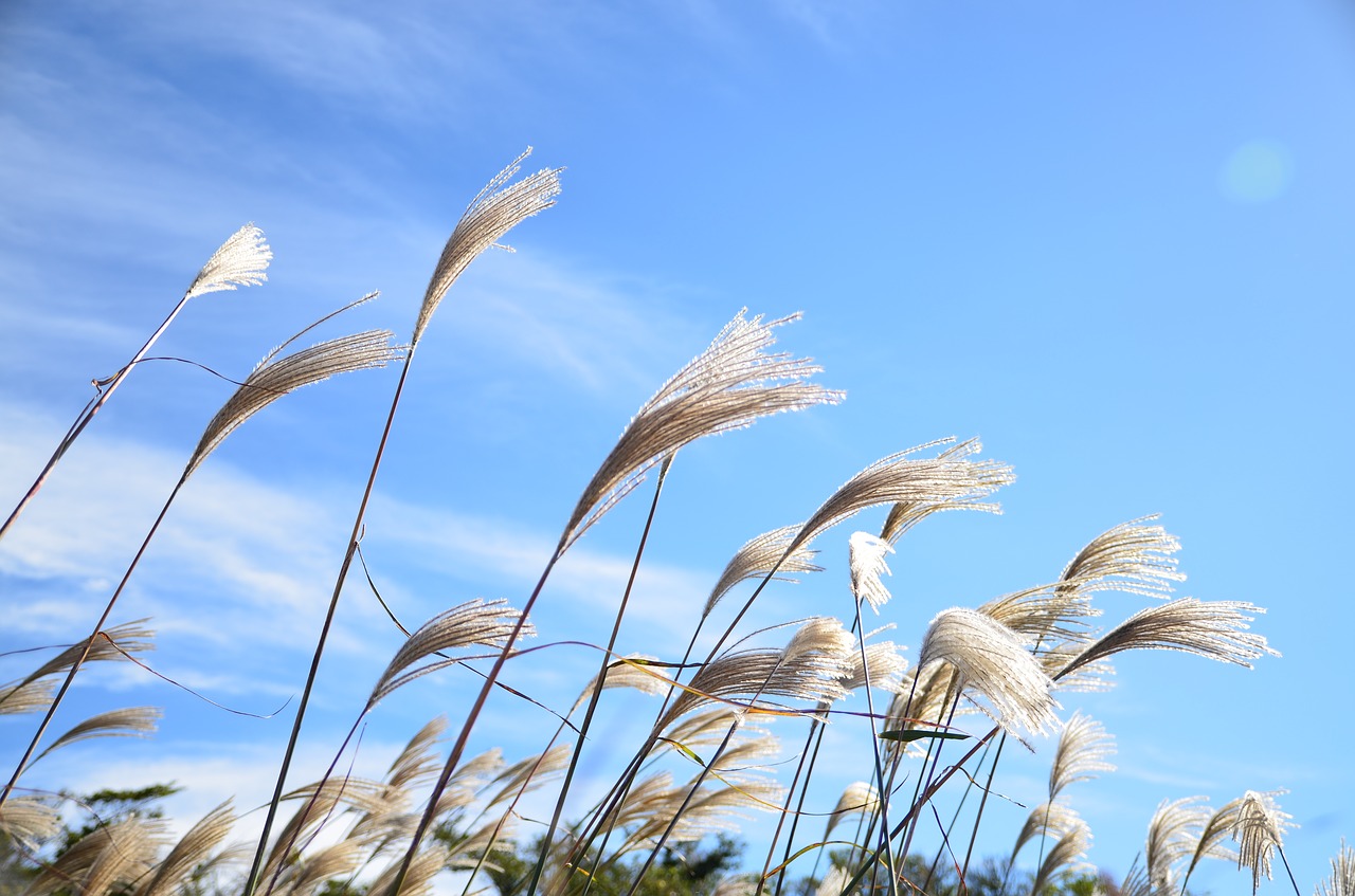Image - jeju ecoland reed