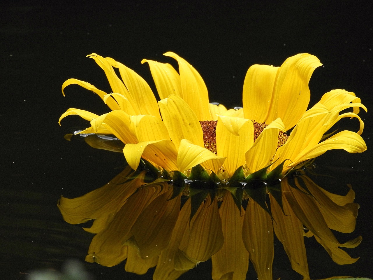 Image - yellow sunflower reflection flower