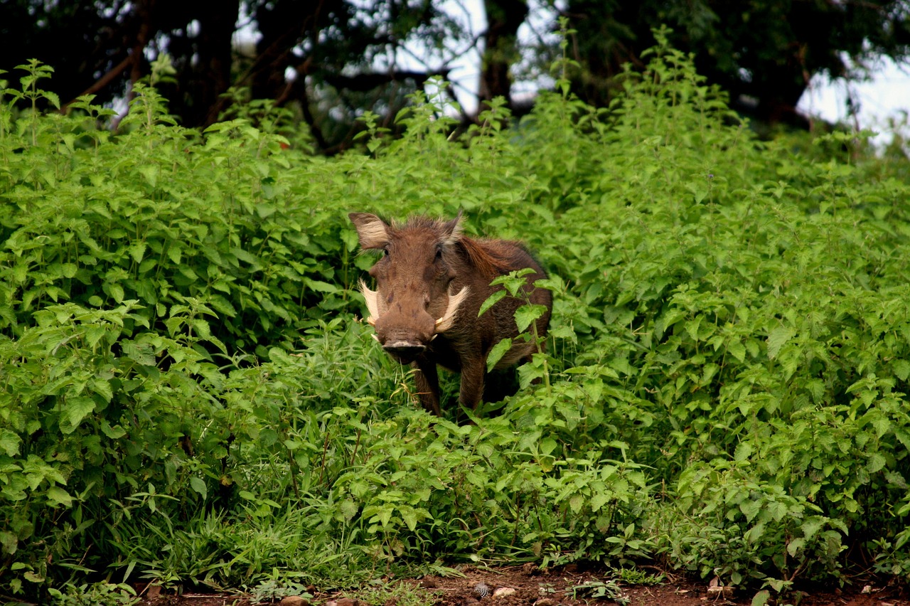 Image - national park mole national park