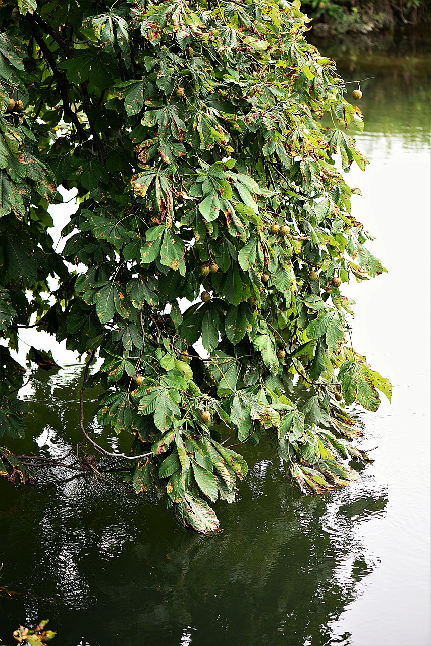 Image - chestnut tree leaves water branch