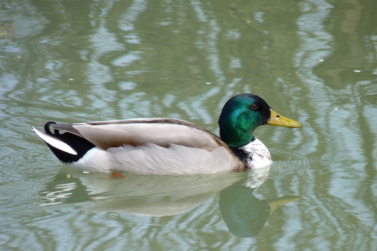 Image - wild duck pond nature beak pen