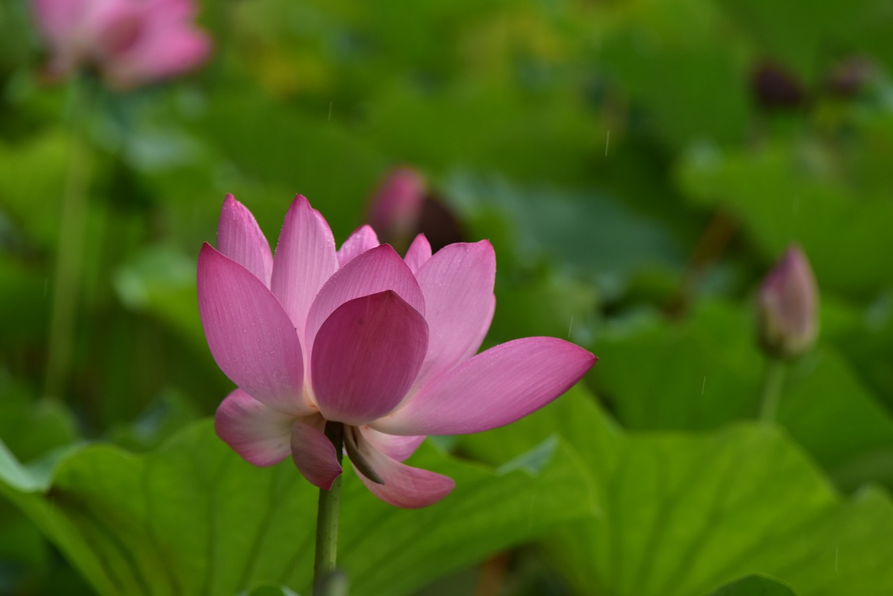 Image - flowers summer beihai park lotus