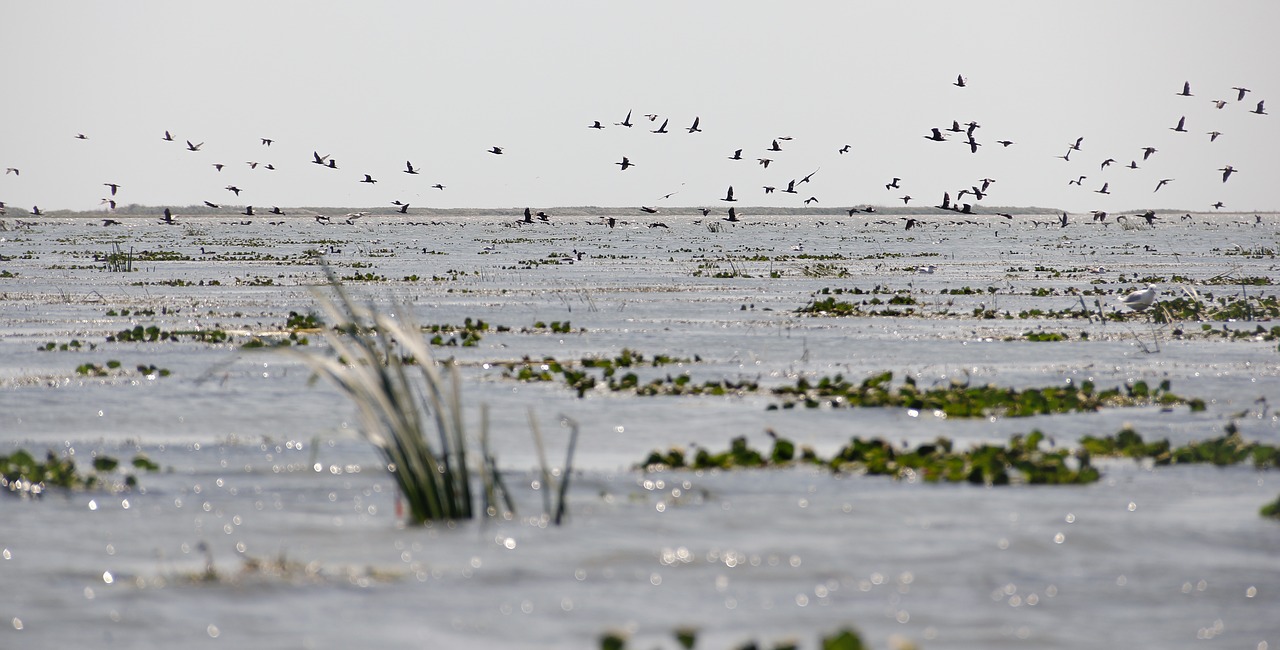 Image - wild nature wildlife danube delta