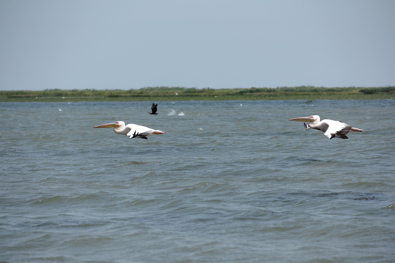 Image - wild nature wildlife danube delta