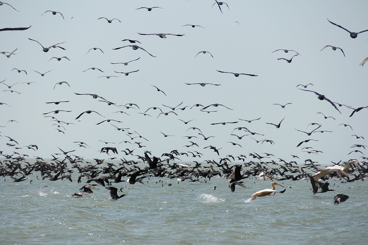 Image - wild nature wildlife danube delta