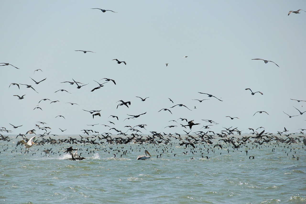 Image - wild nature wildlife danube delta