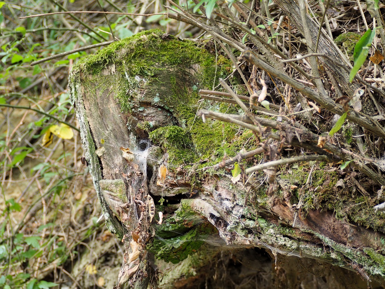 Image - moss wood forest log nature weave