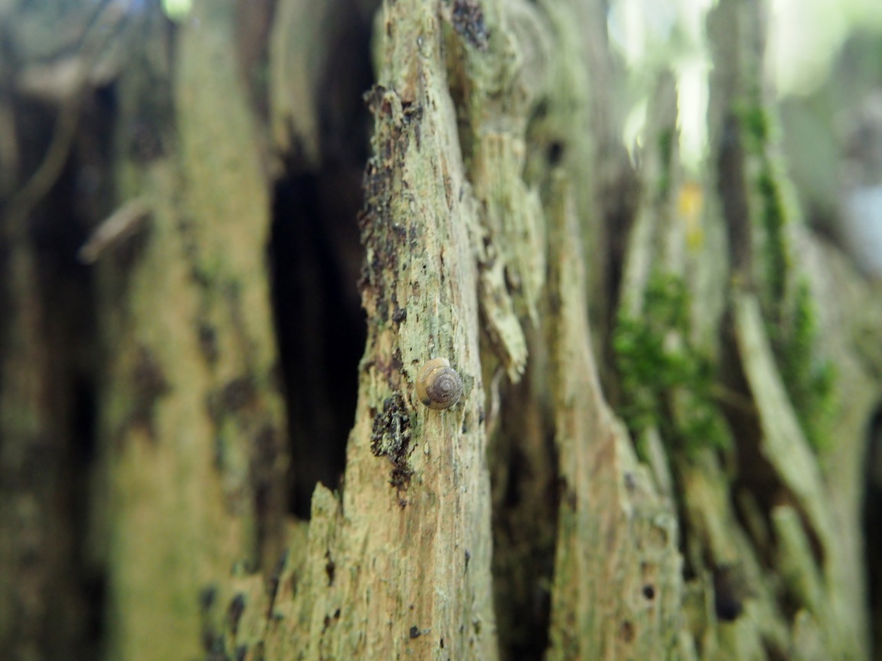 Image - wood forest log nature weathered