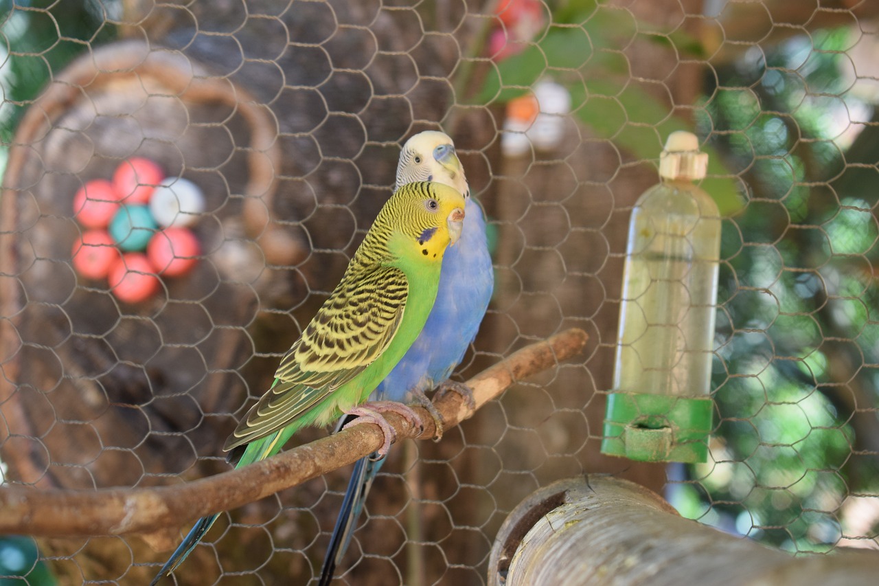 Image - parakeet bird parakeet green