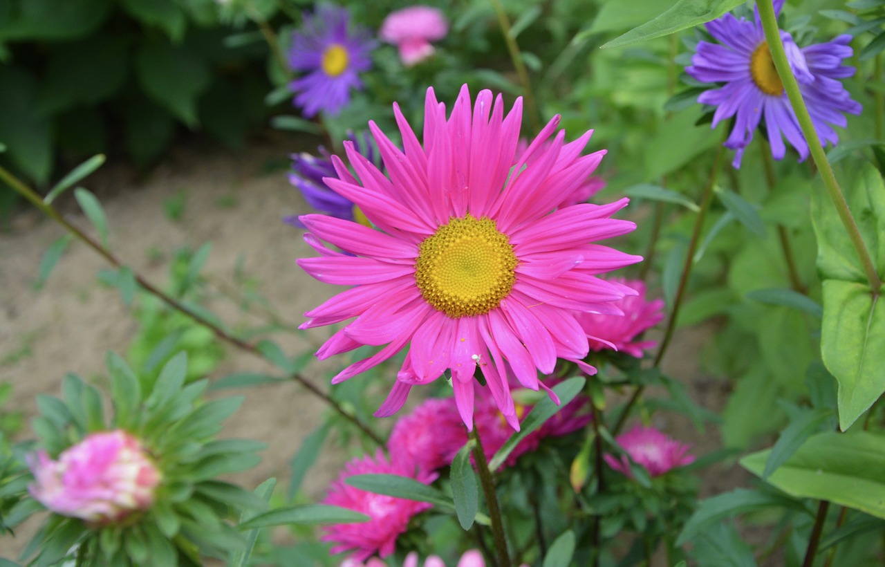 Image - flowers flower