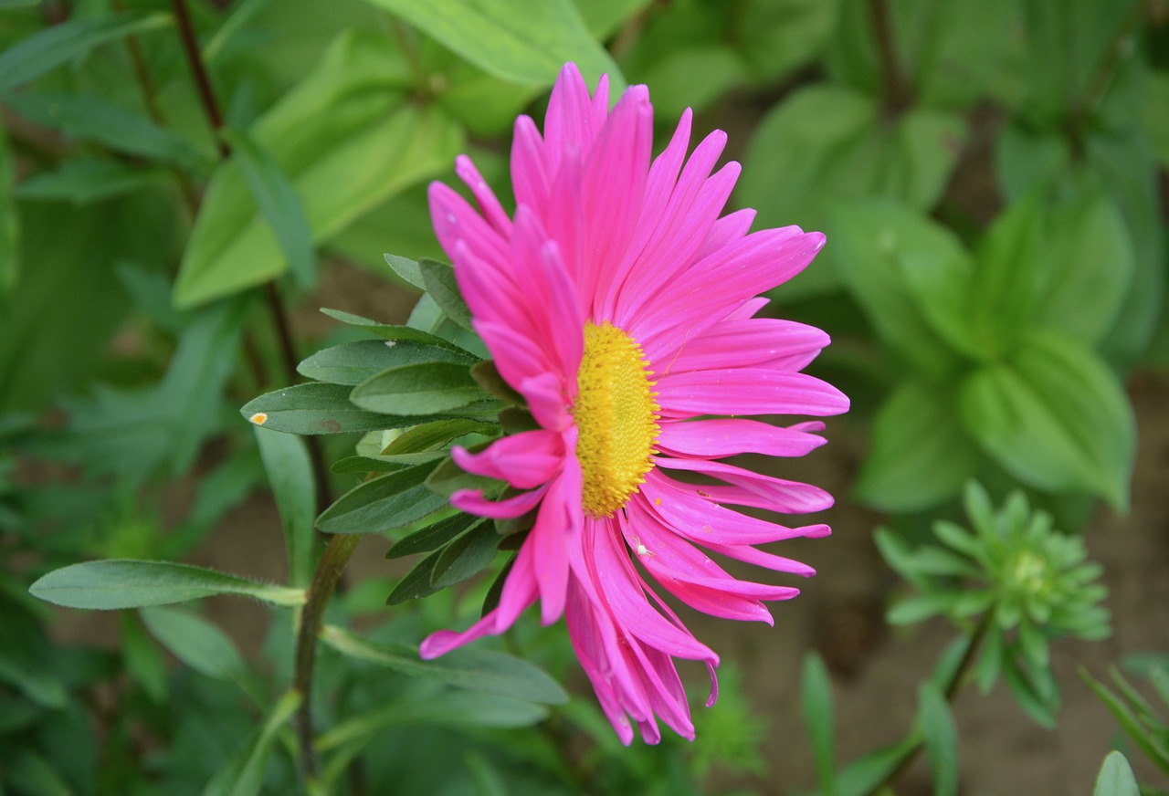 Image - flower marguerite bright pink yellow