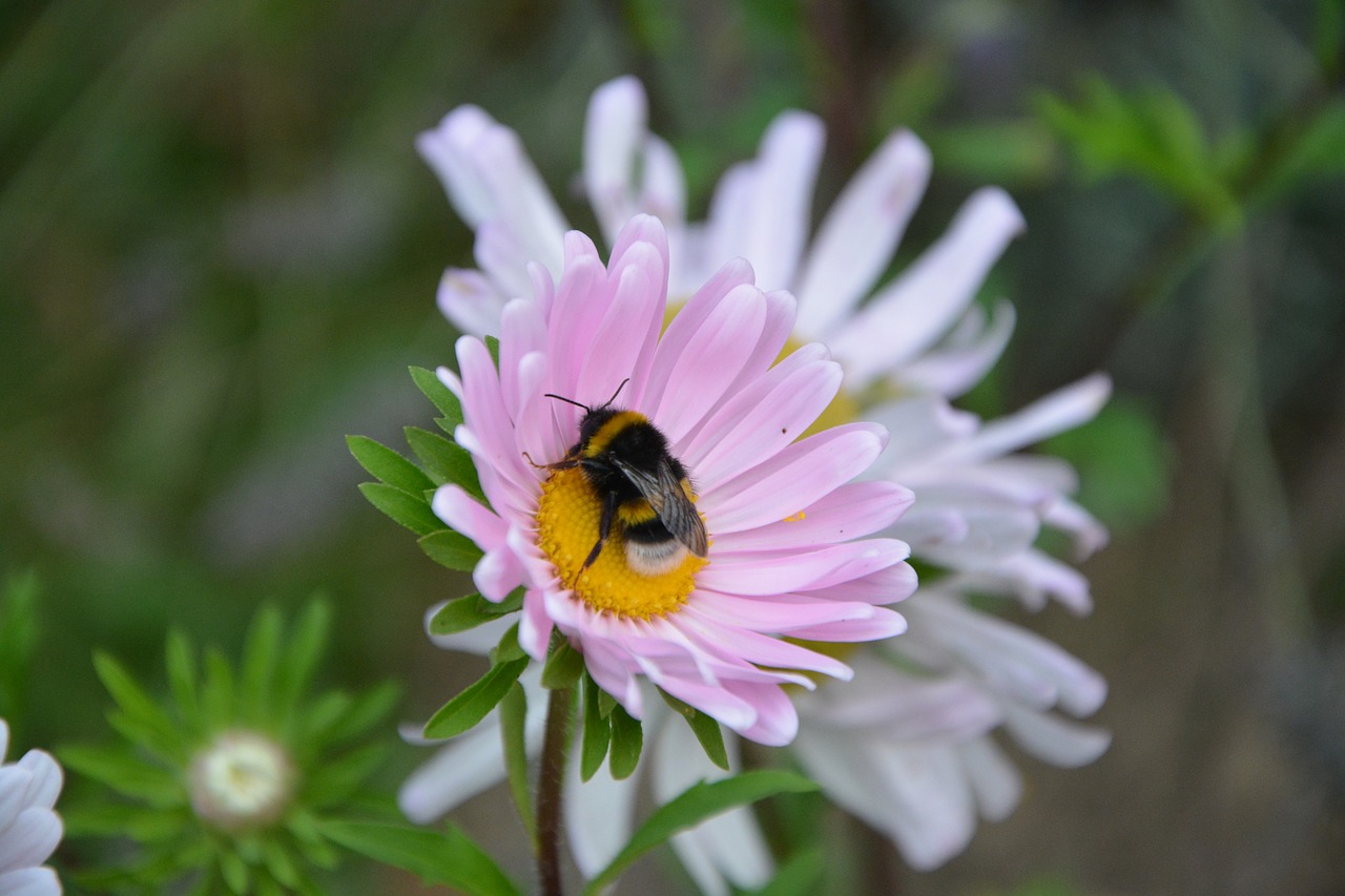 Image - bee insect flower pale pink nature