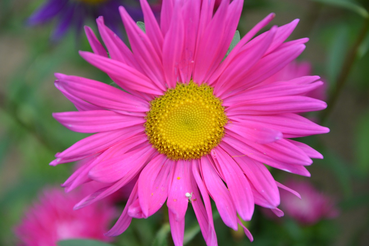 Image - flower bright pink marguerite