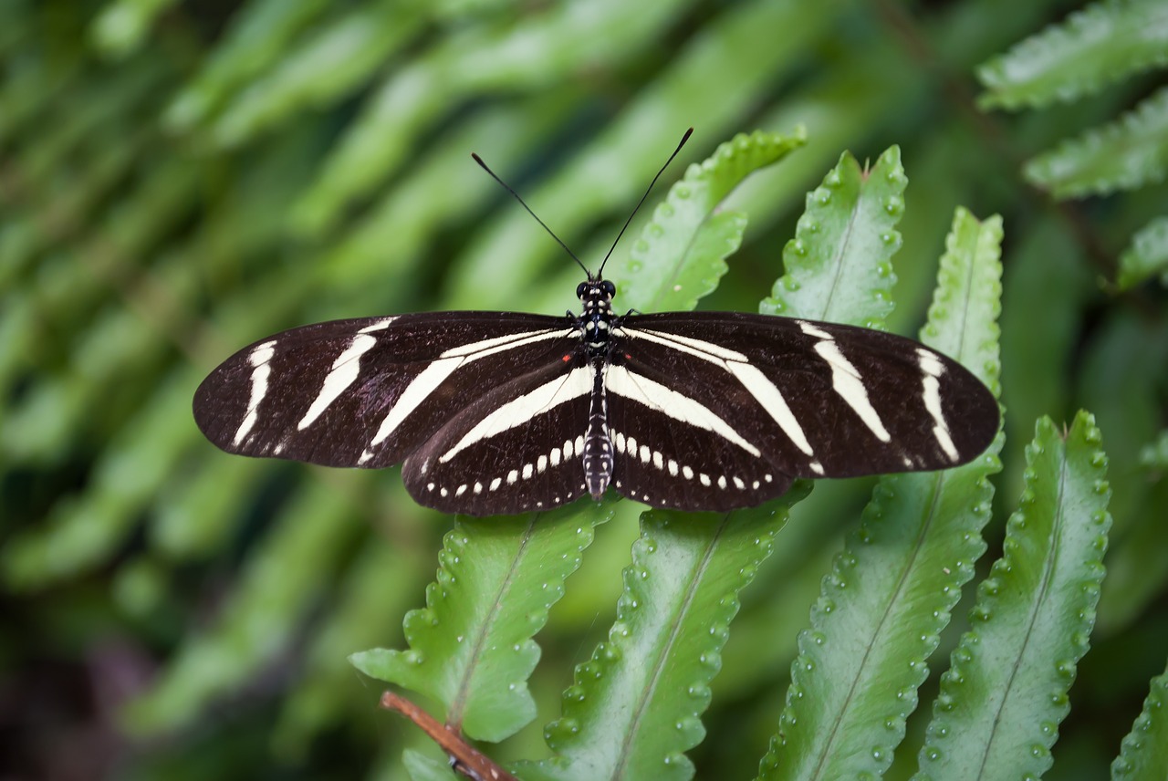 Image - butterfly nature bug butterfly park