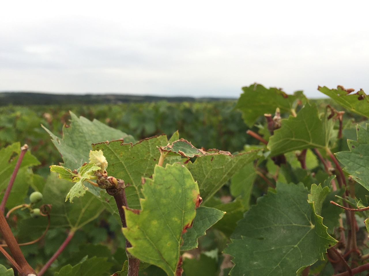 Image - vine touraine grey time field