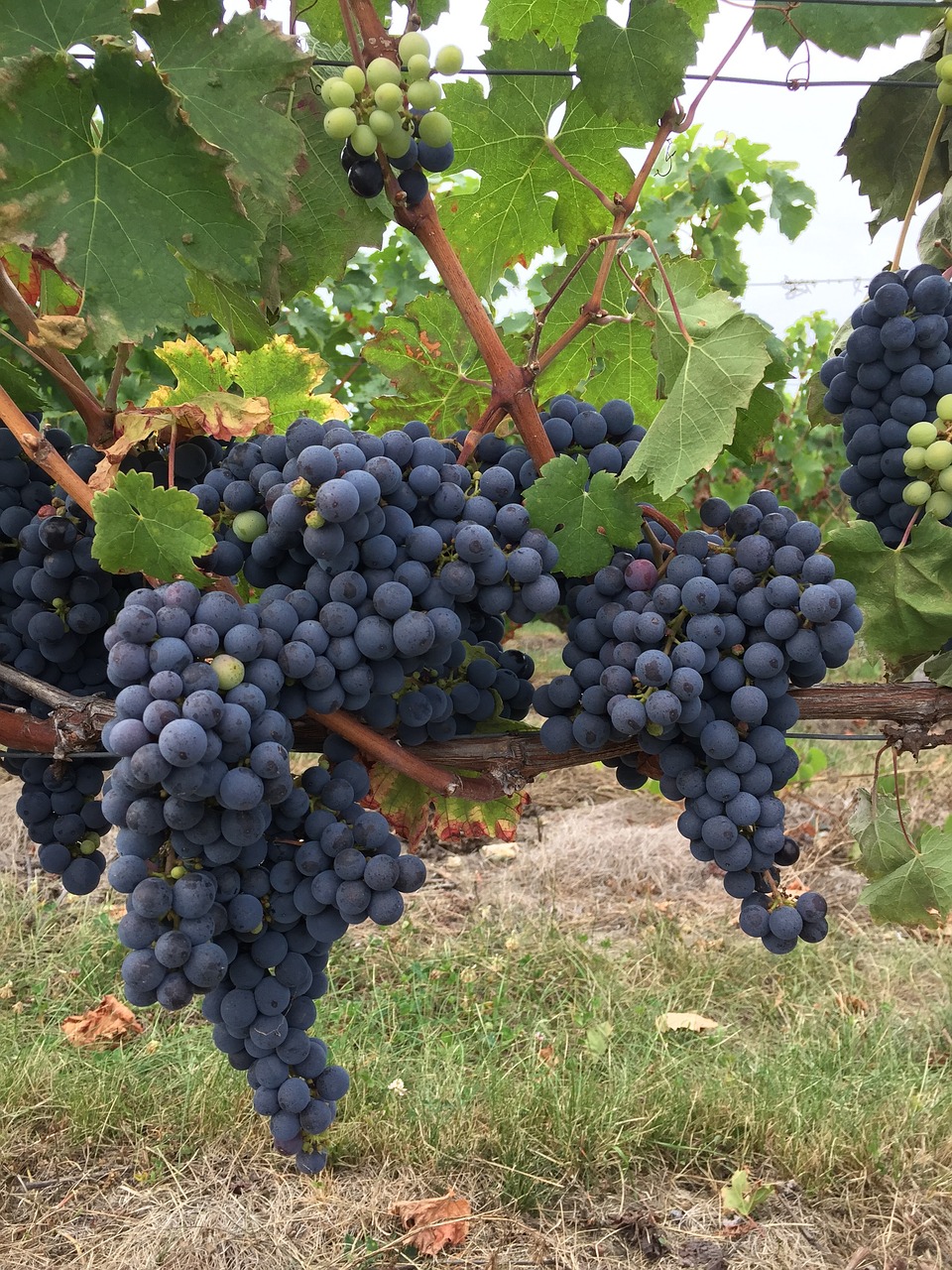 Image - black grape vine touraine field