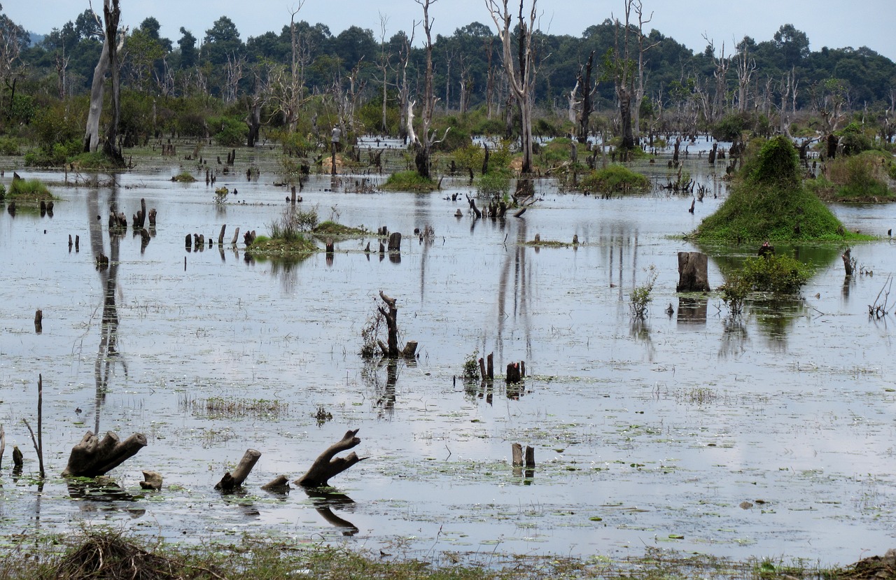 Image - swamp pond angkor cambodia