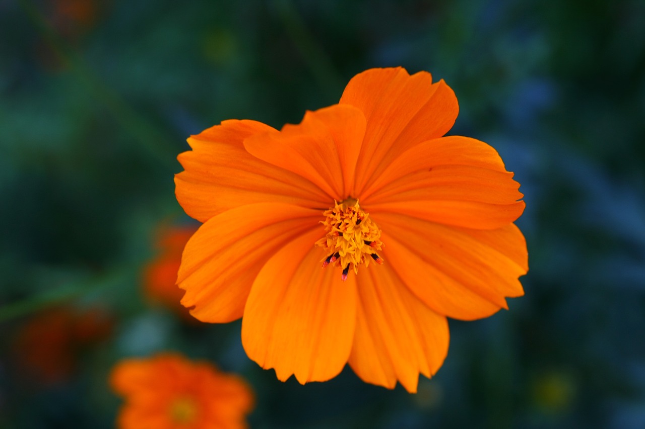 Image - nature flowers yellow cosmos