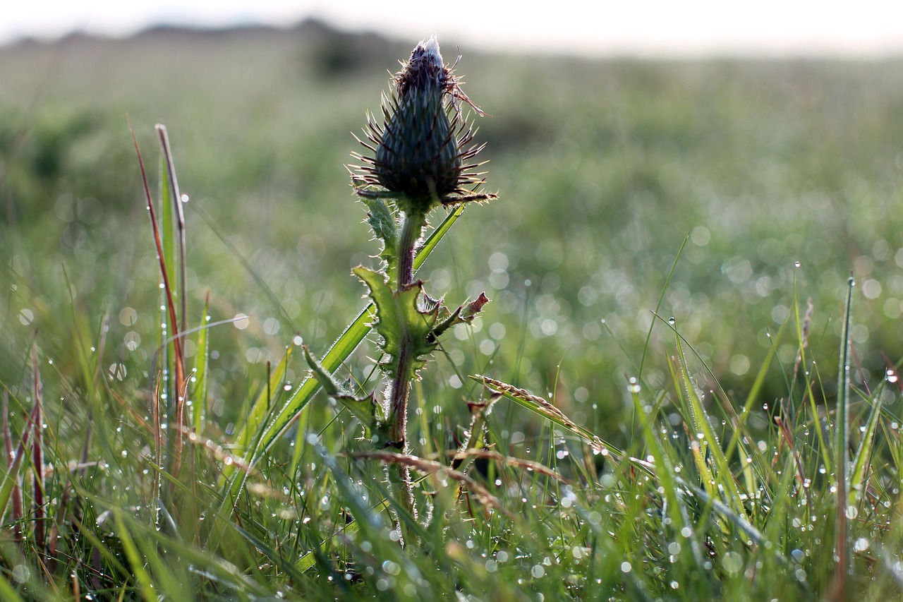 Image - bud thistle thistle bud plant