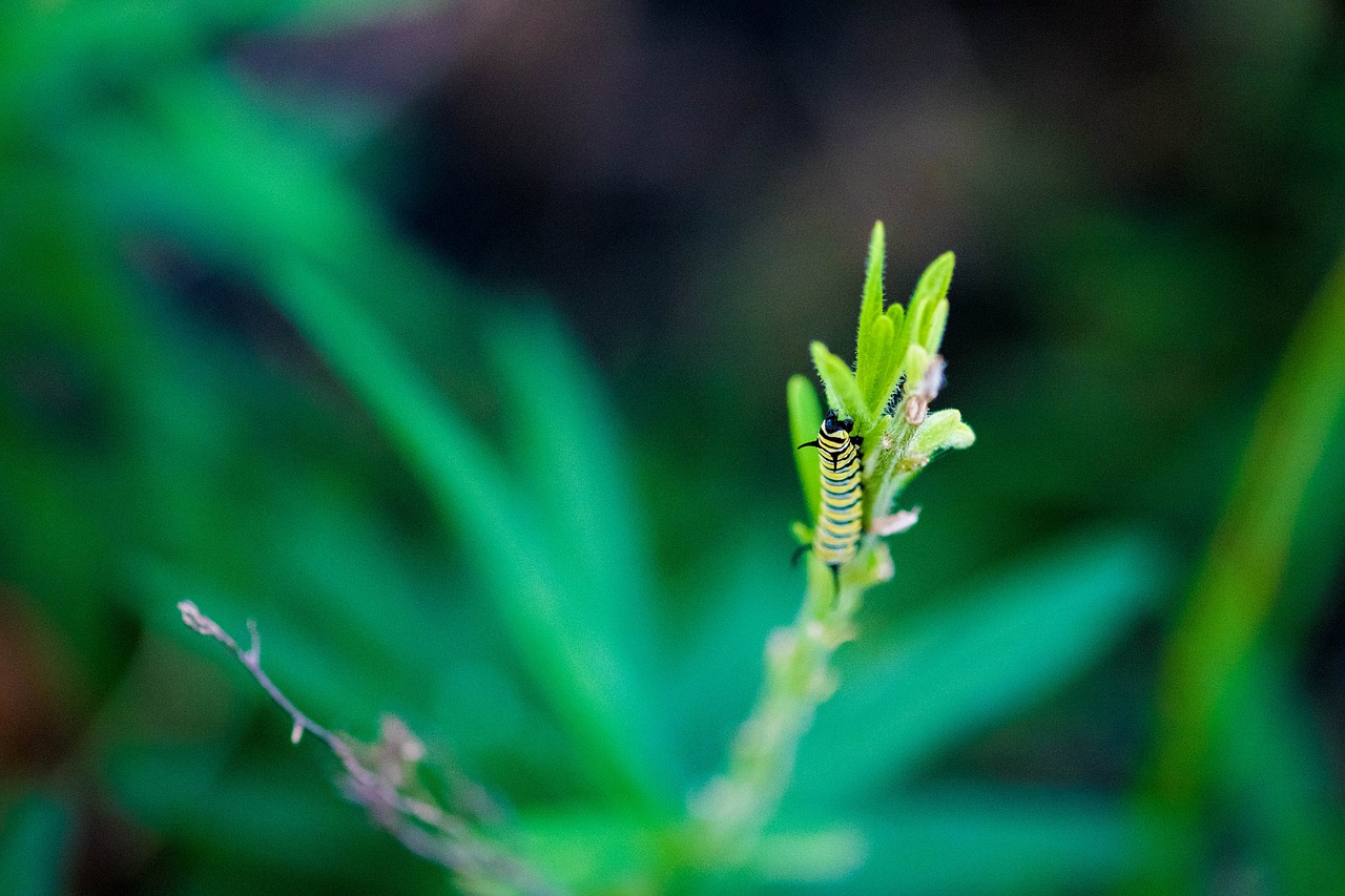 Image - caterpillar insect bug wildlife