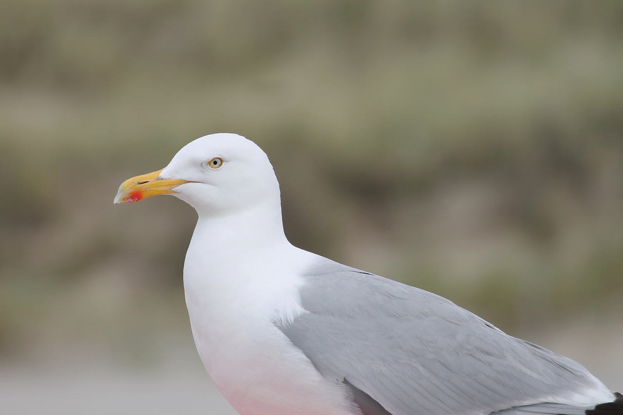 Image - seagull seevogel water bird