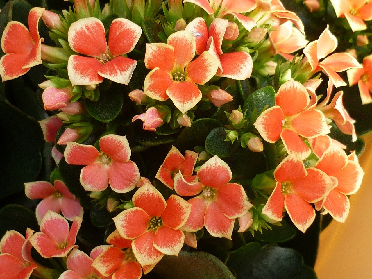 Image - flower stonecrop flowers red