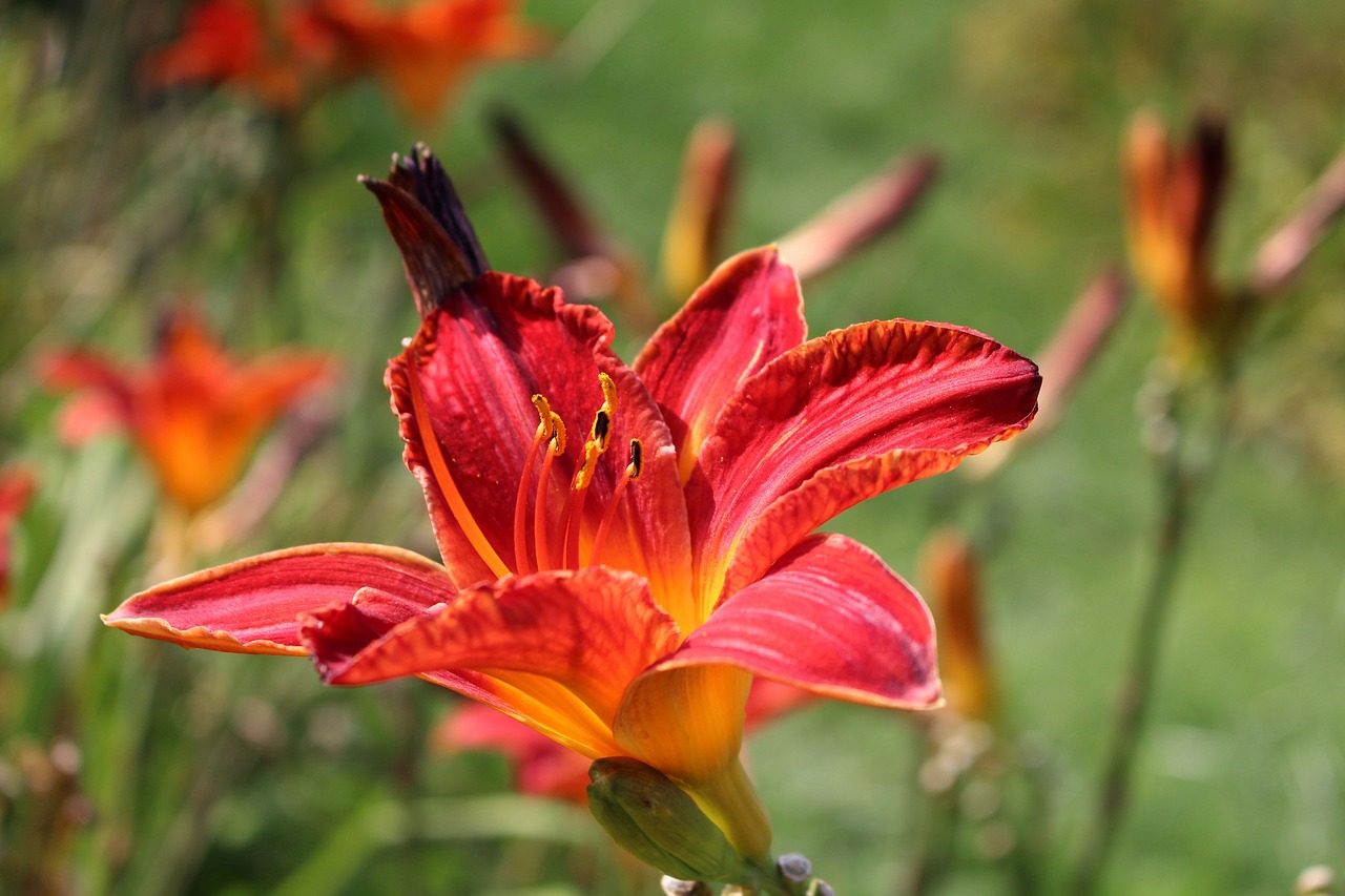 Image - daylilies day lilies flower plant