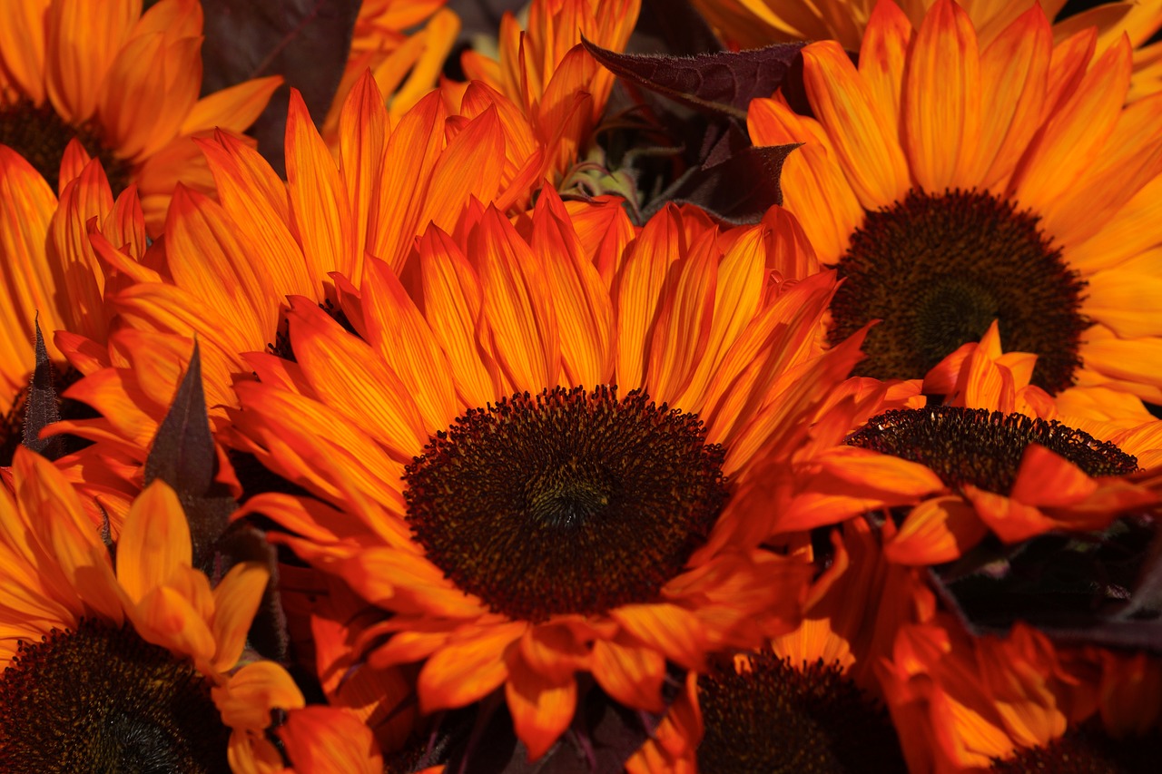 Image - sunflower orange yellow bloom