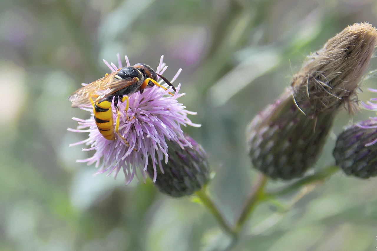 Image - osa insect macro summer nature