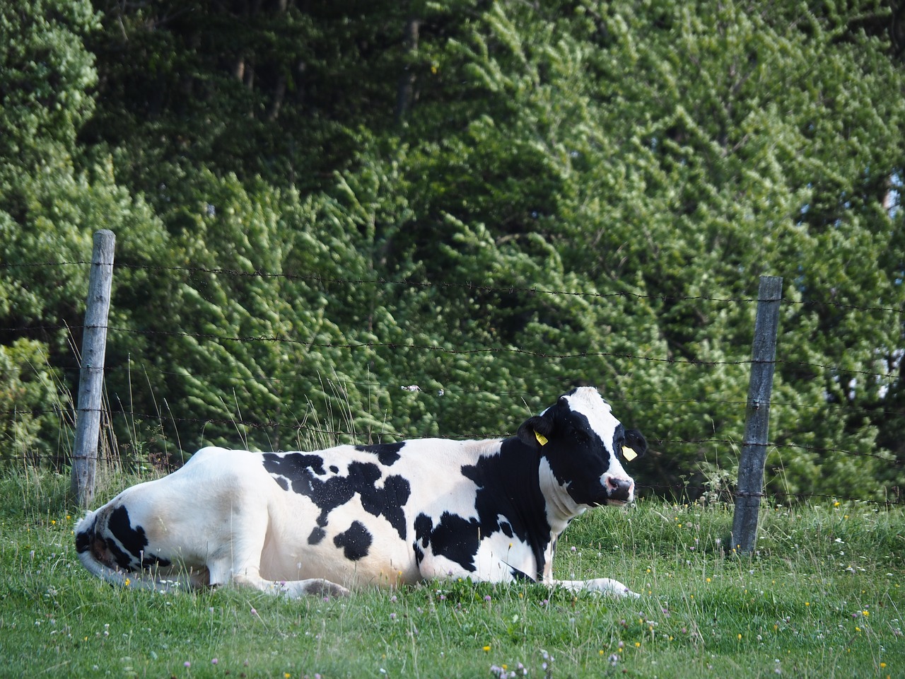 Image - cow calf pasture agriculture beef