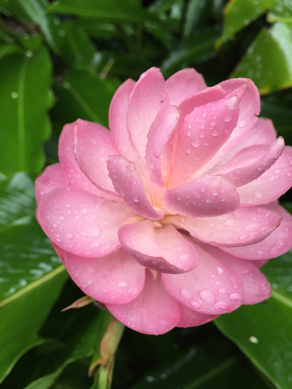 Image - flower hawaii pink