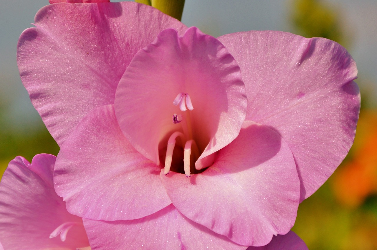 Image - gladiolus gladidus