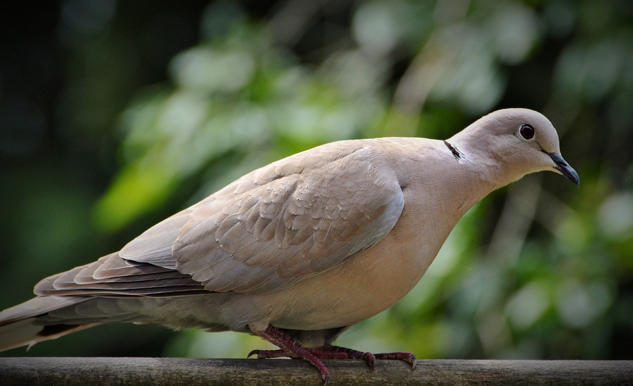 Image - dove ringdove city pigeon bird