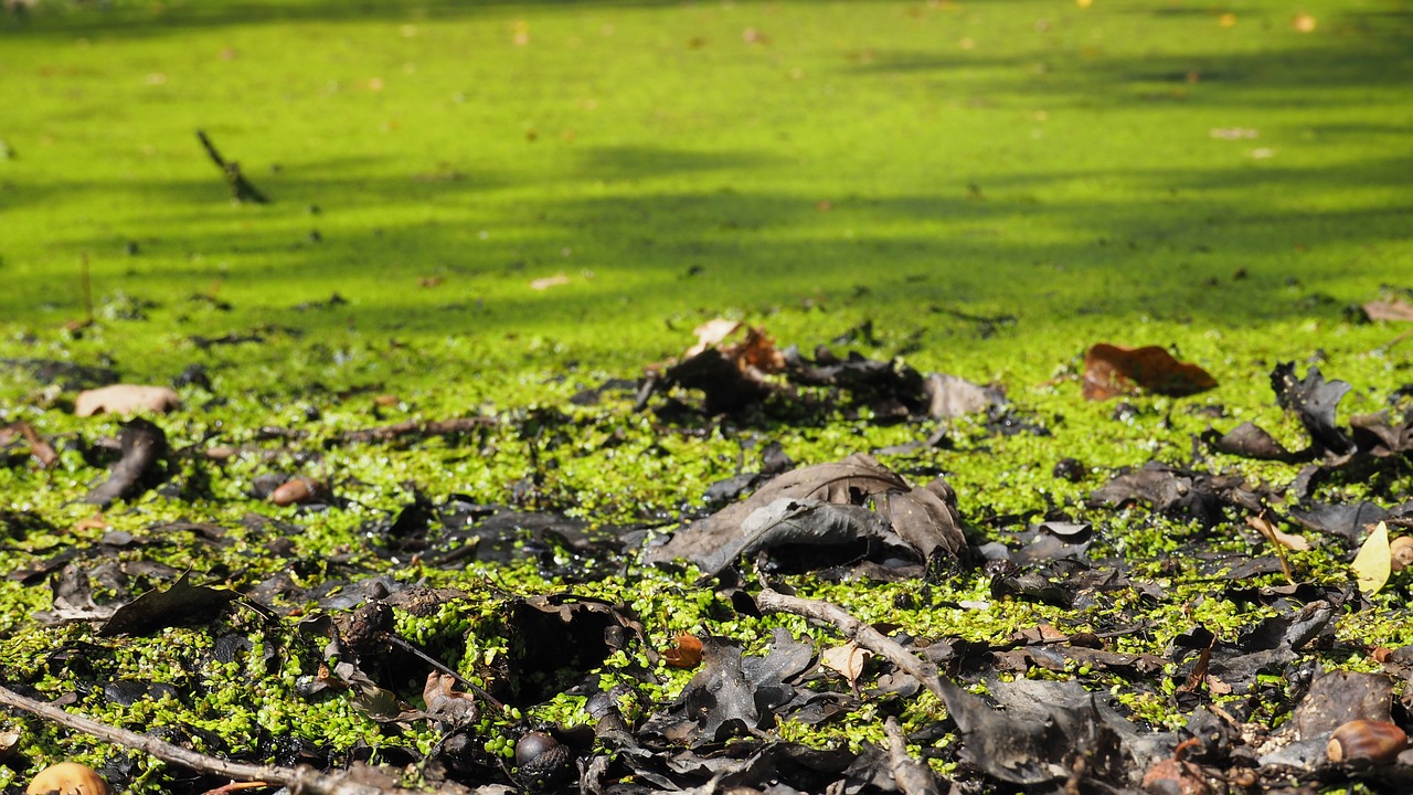 Image - nature pond green water fall