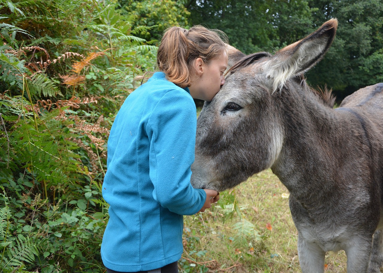 Image - kiss donkey girl young woman