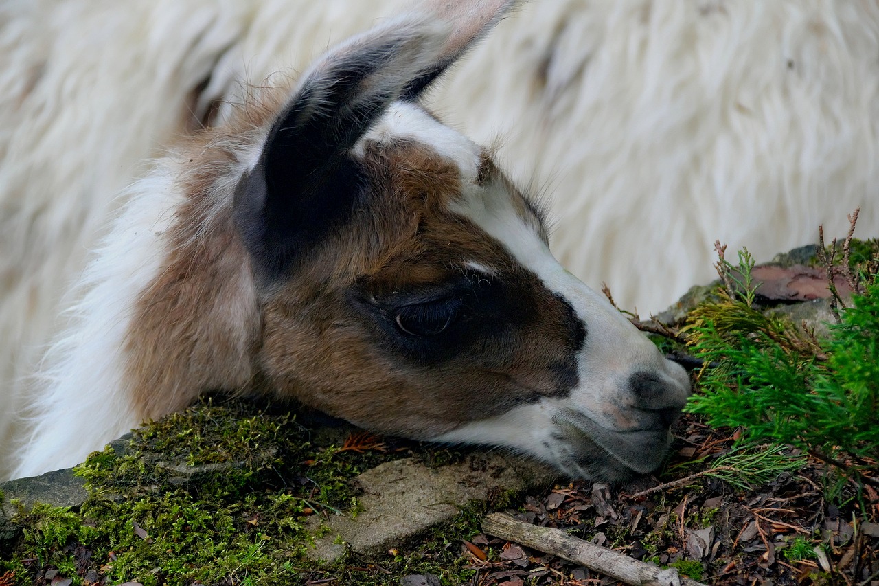 Image - animal mammal fauna alpaca zoo