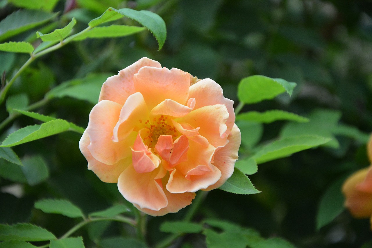 Image - flower pink yellow salmon bouquet