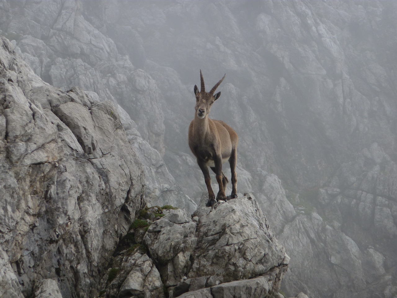 Image - capricorn animal nature