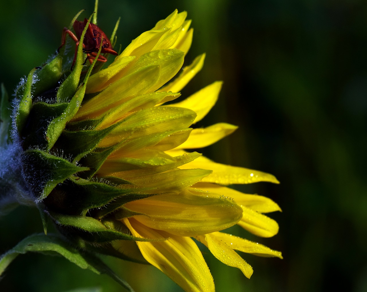 Image - sun flower morgentau leaf bug