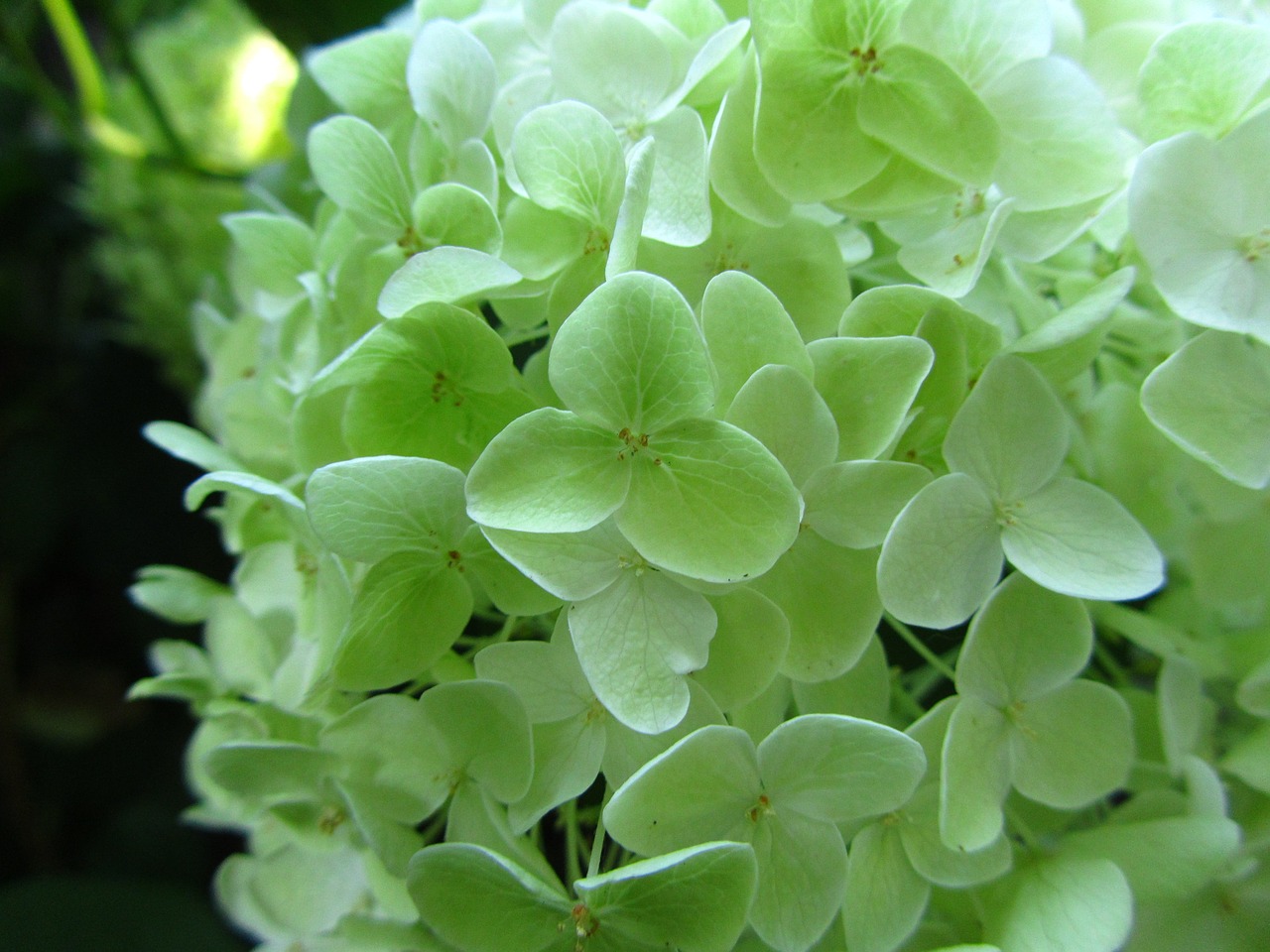 Image - hydrangea limelight flower nature