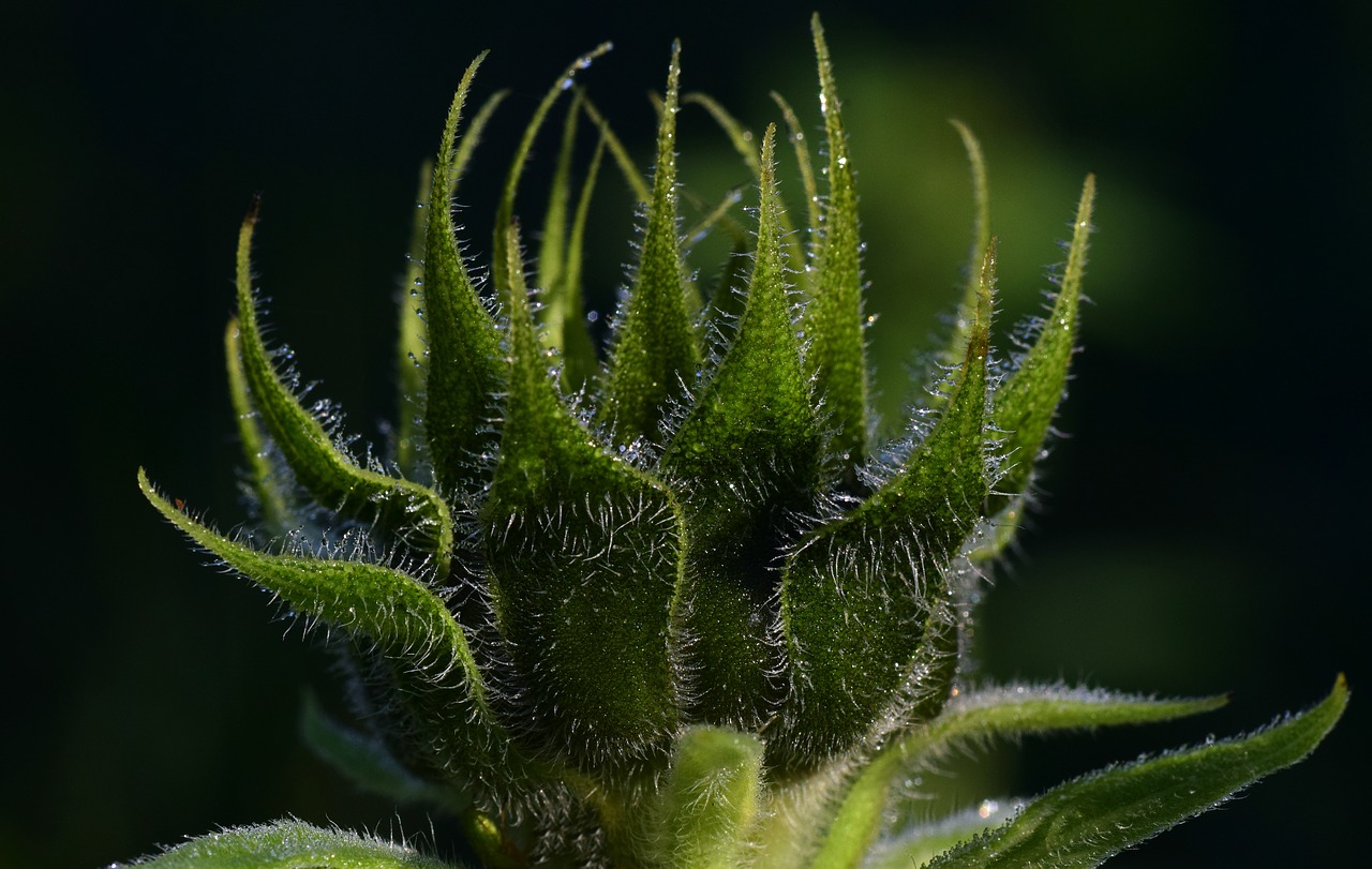 Image - sun flower bud green close dew