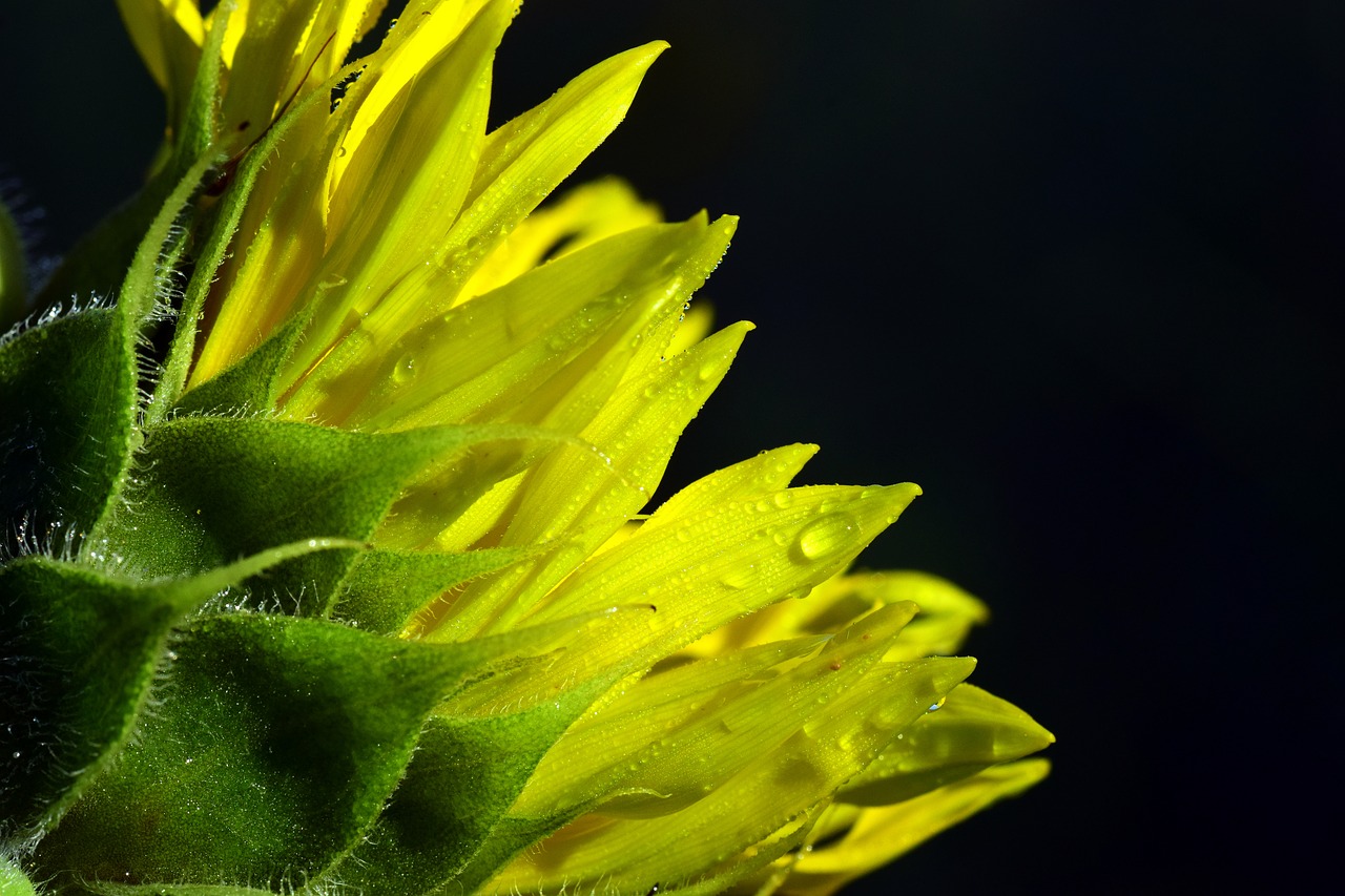 Image - sun flower dew morgentau