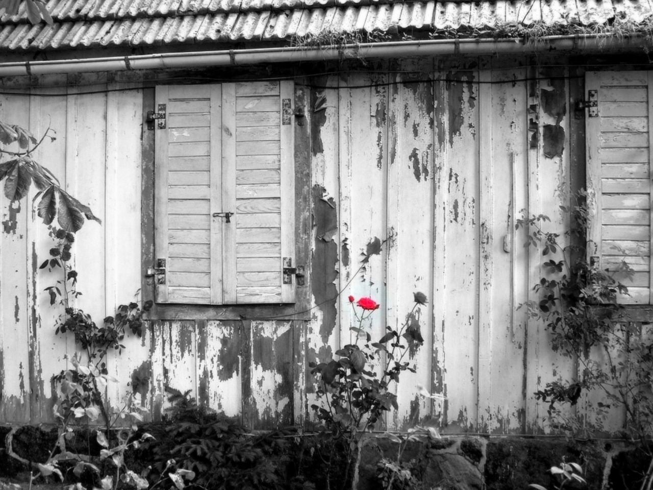 Image - red rose shed old wood weathered