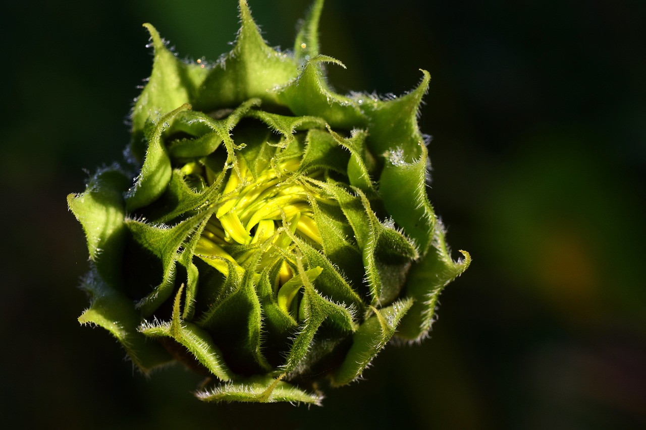 Image - sun flower dew morgentau