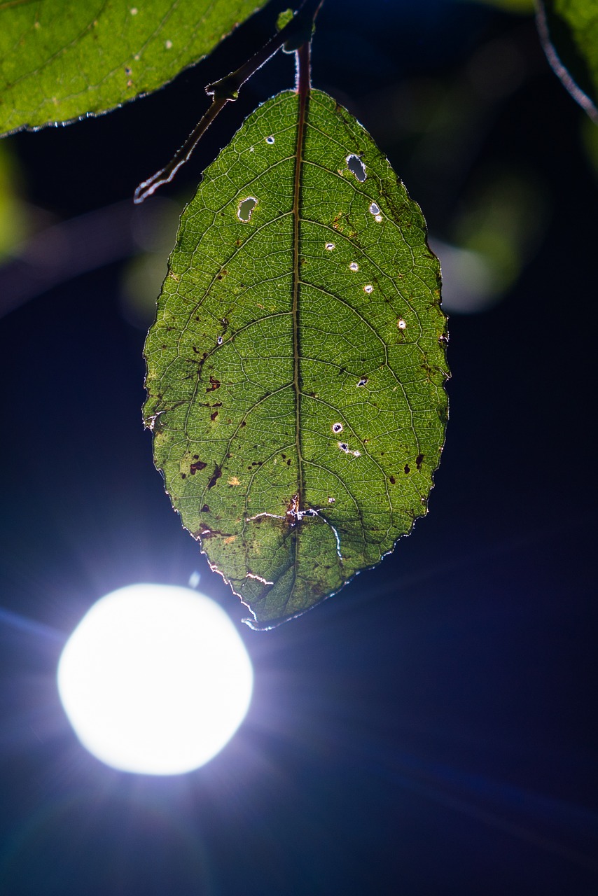 Image - leaf back light contrast light cone